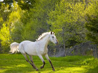 白色horse in a field