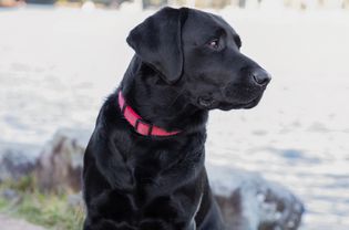 黑色拉布拉多寻回犬，脸转向一侧，有粉红色的项圈