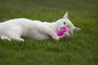 火焰点猫在草地上玩一个粉红色的猫薄荷老鼠玩具