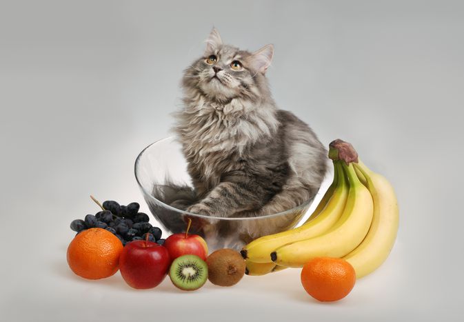 cat with fruits