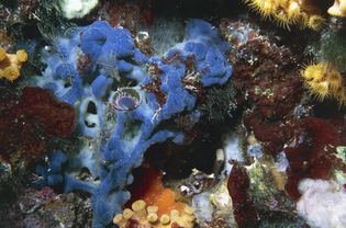 Red algae (Peyssonnelia squamaria) and member of Serpulidae's family on a sponge