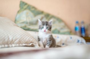 A gray and white kitten sitting on a bed