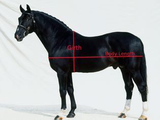 Hanovarian stallion with girth and body length indications