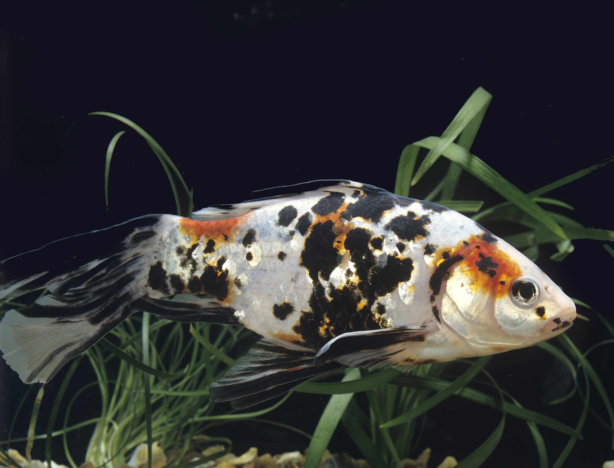 12种金鱼适合你的水族馆- 欧宝体育百科