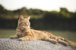 Ginger tabby cat resting on a round hay bale in the sun