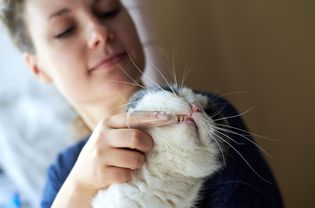 女人的牙齿是猫的牙齿