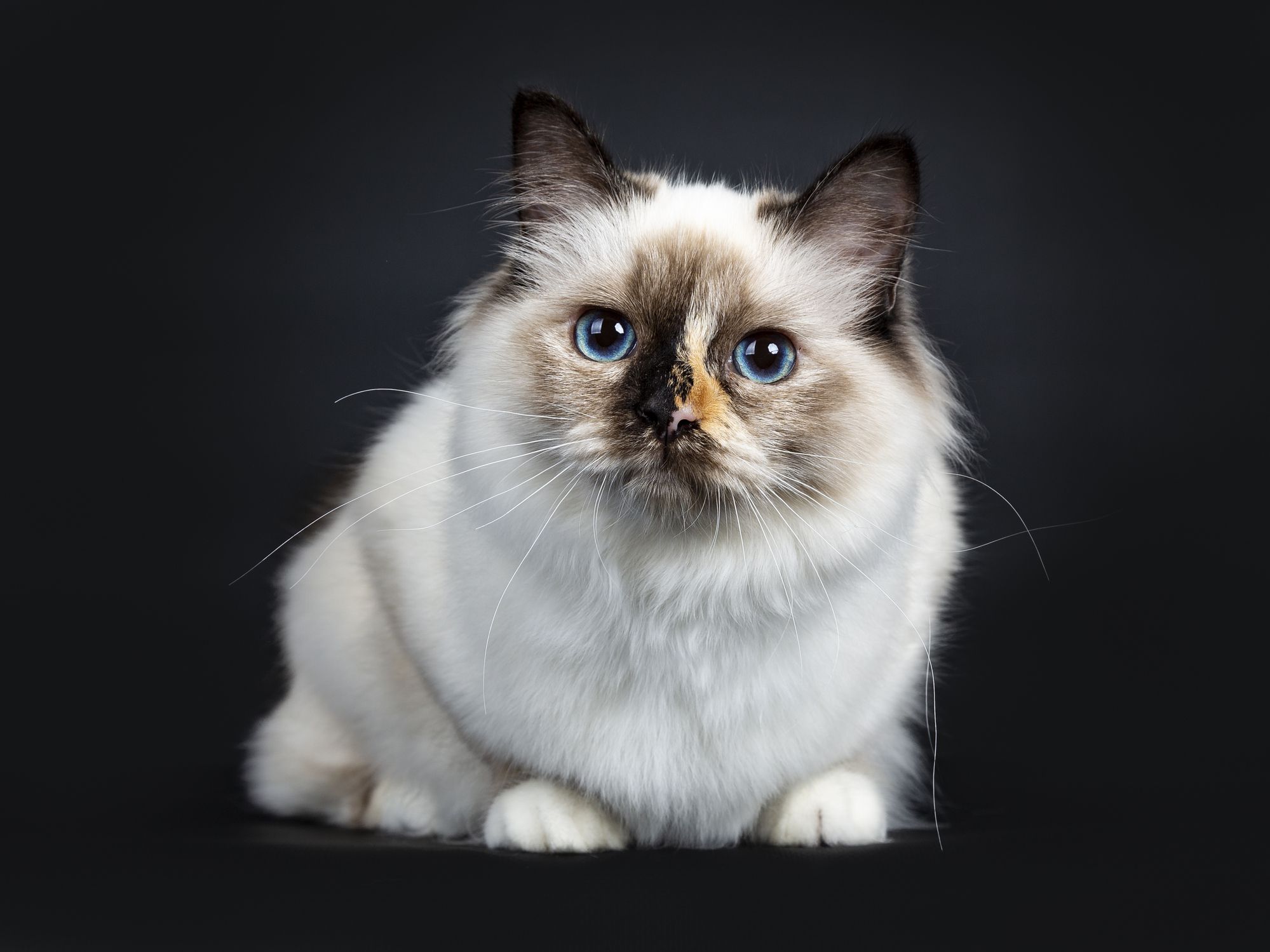 Birman cat