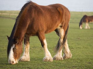 Clydesdale Horses Grazing