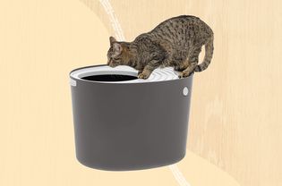 Cat Entering Top-Entry Litter Box On Yellow Background