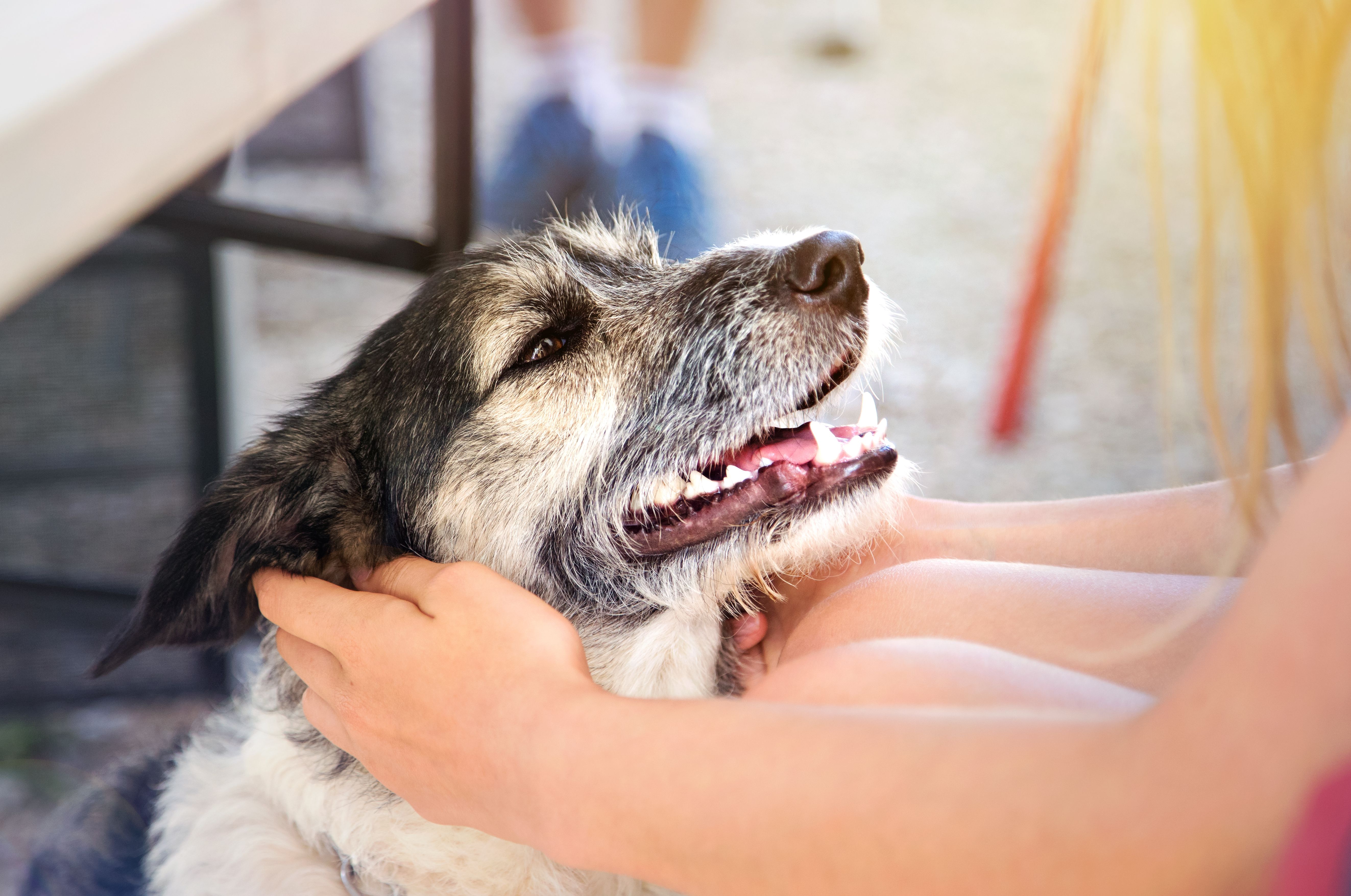 close up of a dog's face with a girl's hands holding the dog