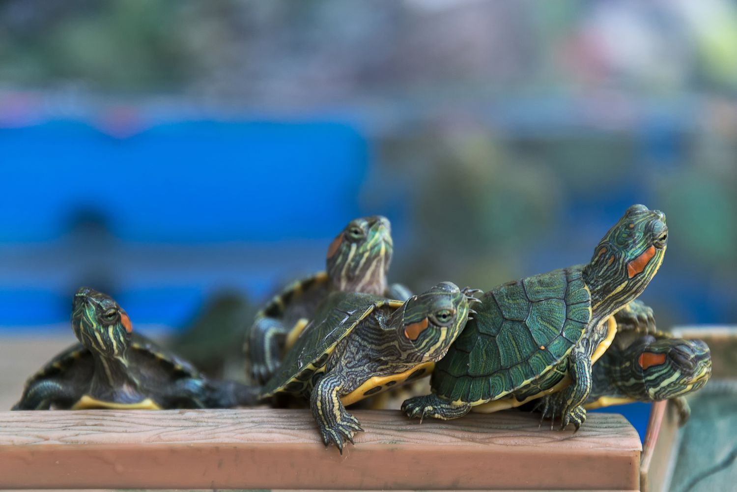 Red eared slider babies