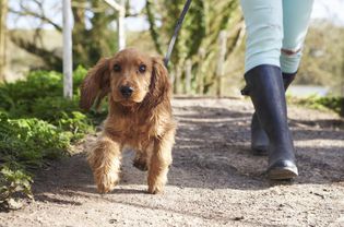 A puppy on a leash being walked down a path