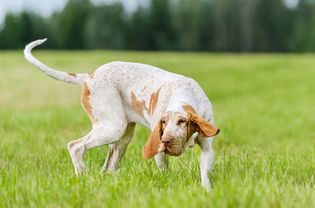 bracco犬的狗