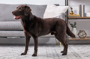 Labrador retriever standing indoors in profile