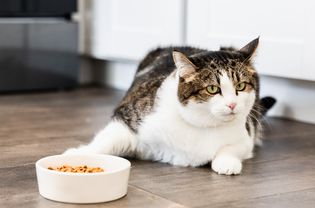 cat by its food bowl