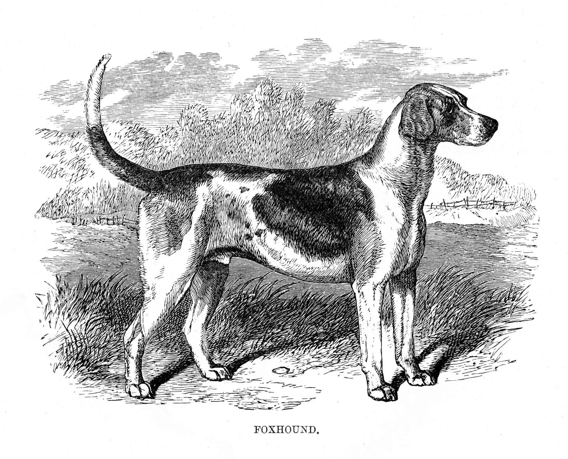 1894年美国猎狐犬的插图，黑白相间的猎狐犬