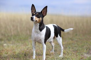 Toy Fox Terrier standing in a field