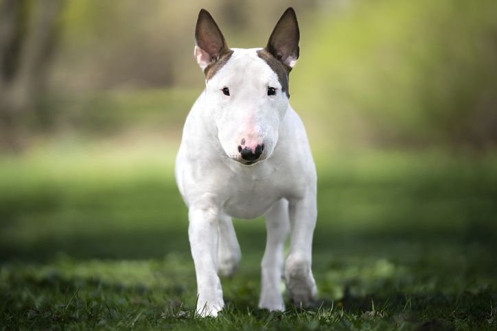 Bull Terrier in sun outside