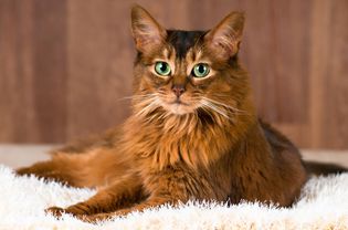 Portrait of a Somali cat lying down