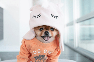 JiffPom in unicorn hat.