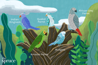 talking bird species illustration