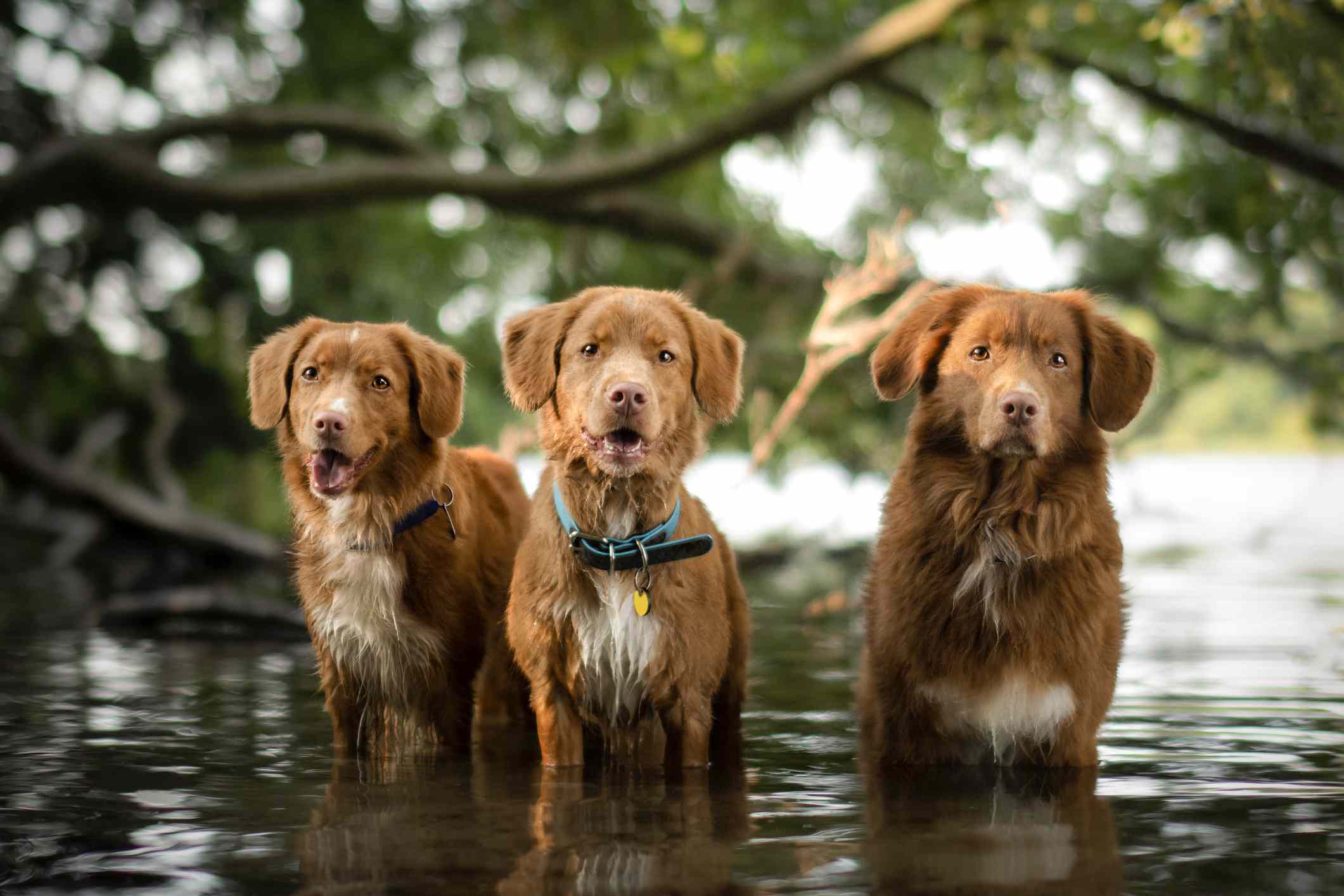 三只新斯科舍省的鸭子在水里叫猎犬