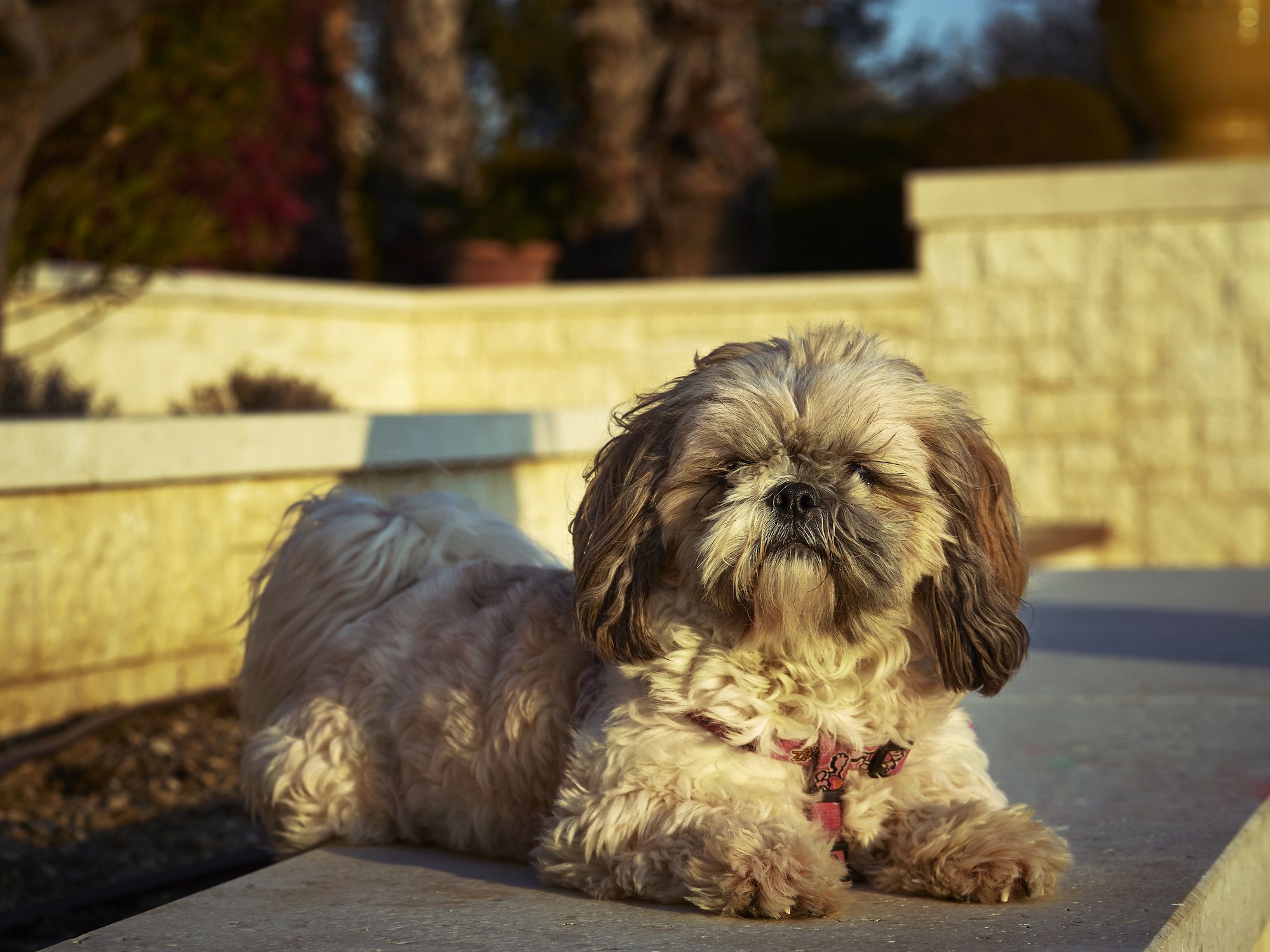 shih-poo dog