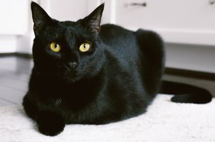 Black Bombay cat sitting on a kitchen rug