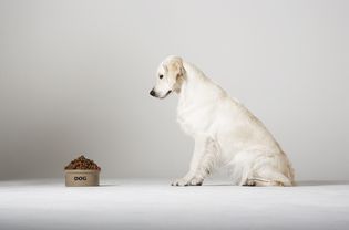 Dog looking at food bowl