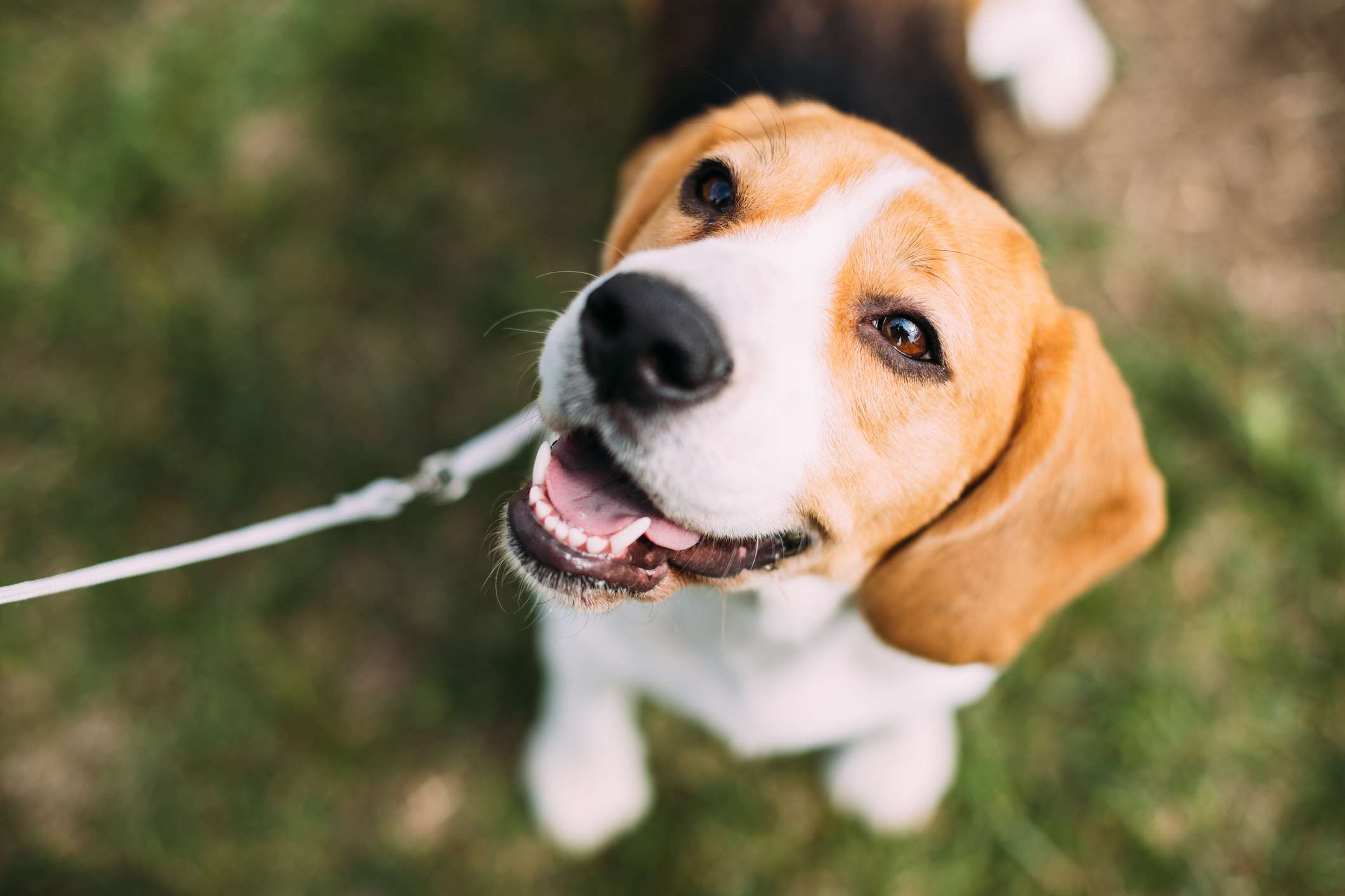 拴在外面的小猎犬微笑着