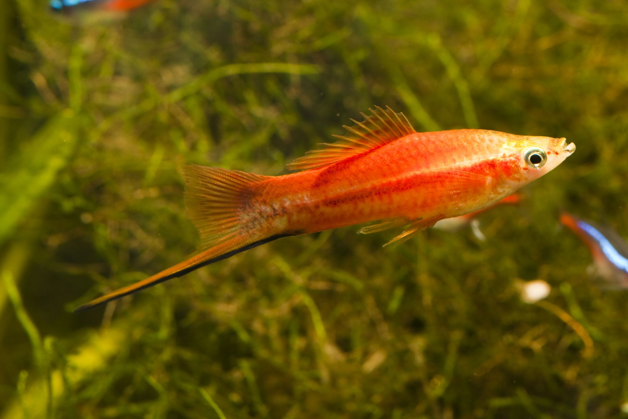 Orange swordtail male in an planted aquarium