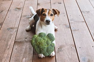 狗和小熊