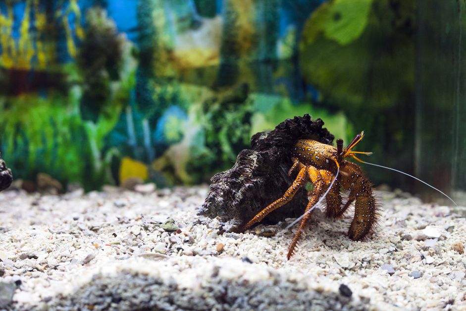 带壳寄居蟹。水族馆里的达达努