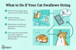 What to Do If Your Cat Swallows String