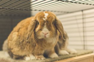 two rabbits in a cage