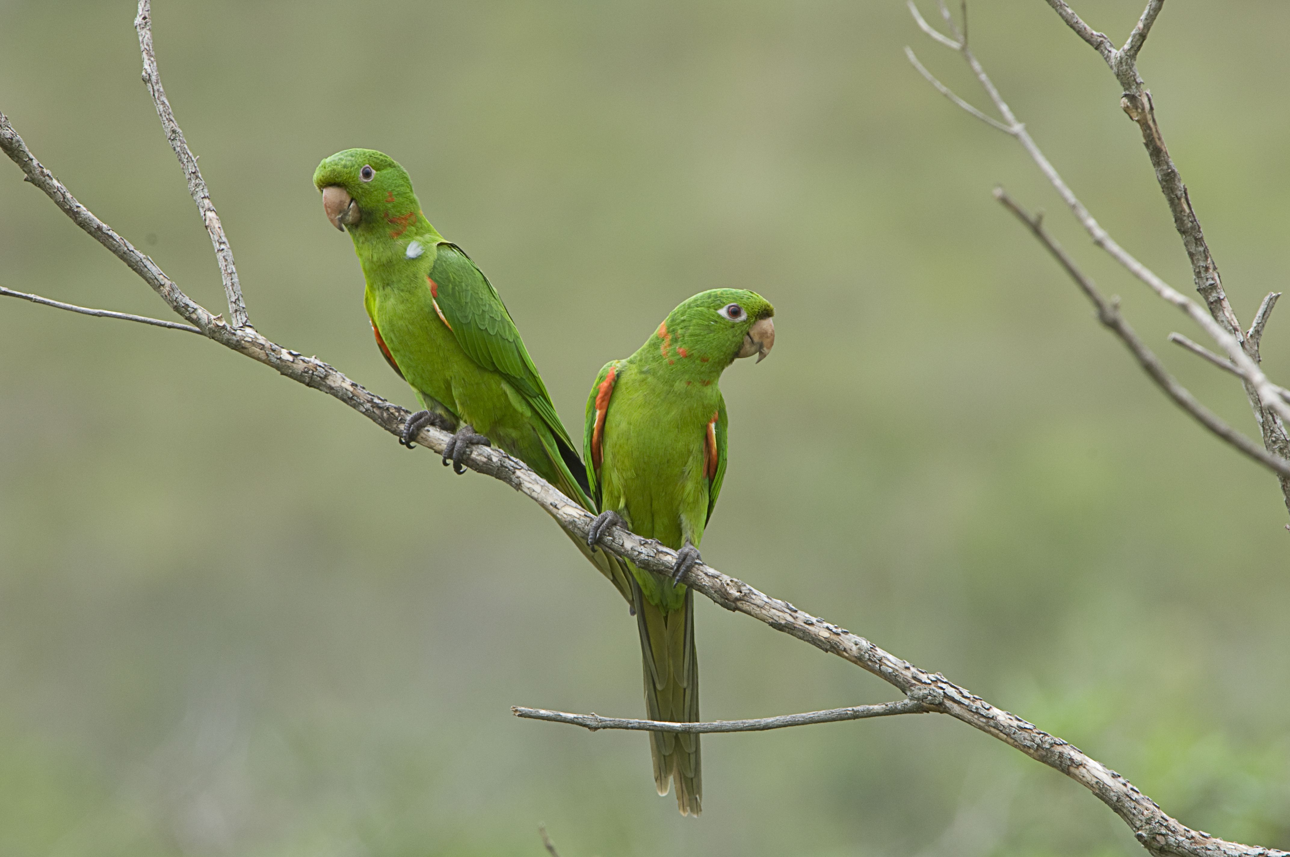 White-eyed长尾小鹦鹉(Aratinga leucophthalma), Serra da Canastra National Park, Brazil