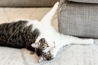 Brown and white cat scratching corner of couch