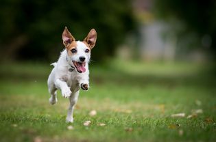 A Jack Russell Terrier running in a park