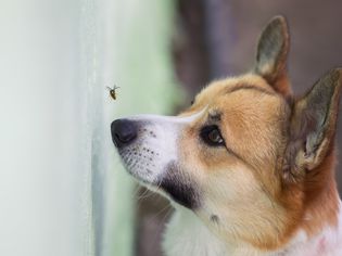 狗在看昆虫。