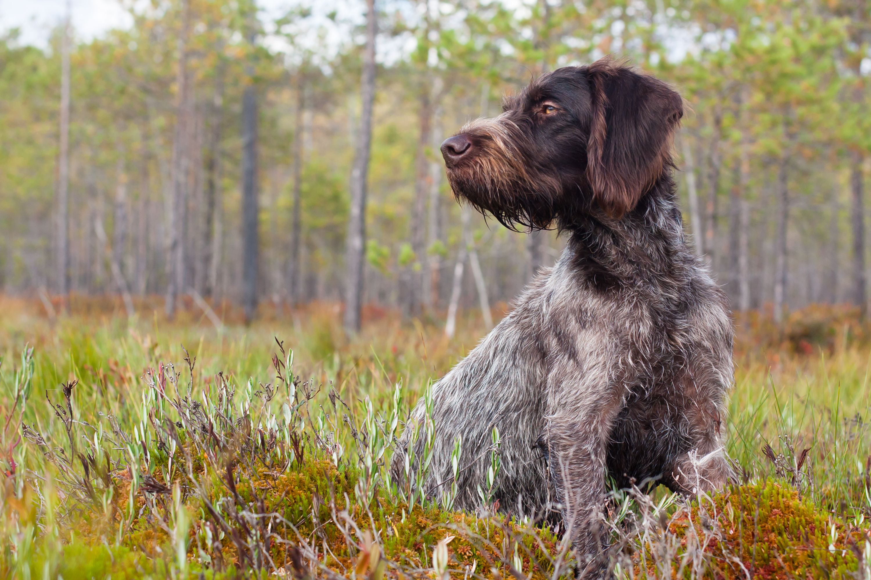 german wirehaired pointer sits in field looking left