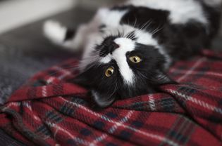 Black and White Cat