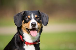 一只在户外的恩特布彻山犬。