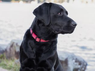 黑色拉布拉多寻回犬，脸侧，项圈粉红色