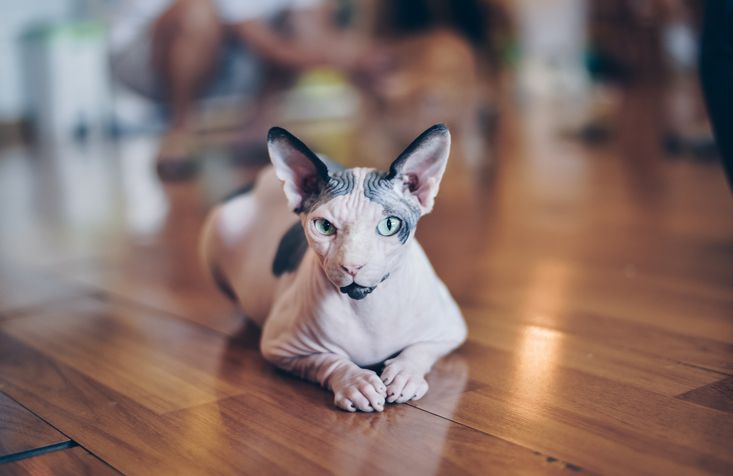 Gray and white sphynx cat