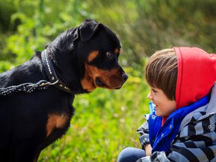 一个男孩在罗威纳犬面前