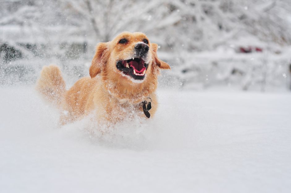 一只金毛猎犬在雪地里奔跑。