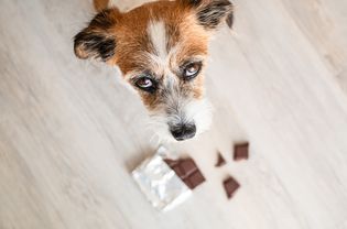 Dog with chocolate