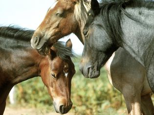 Three horses sleeping in sun. close up of head.