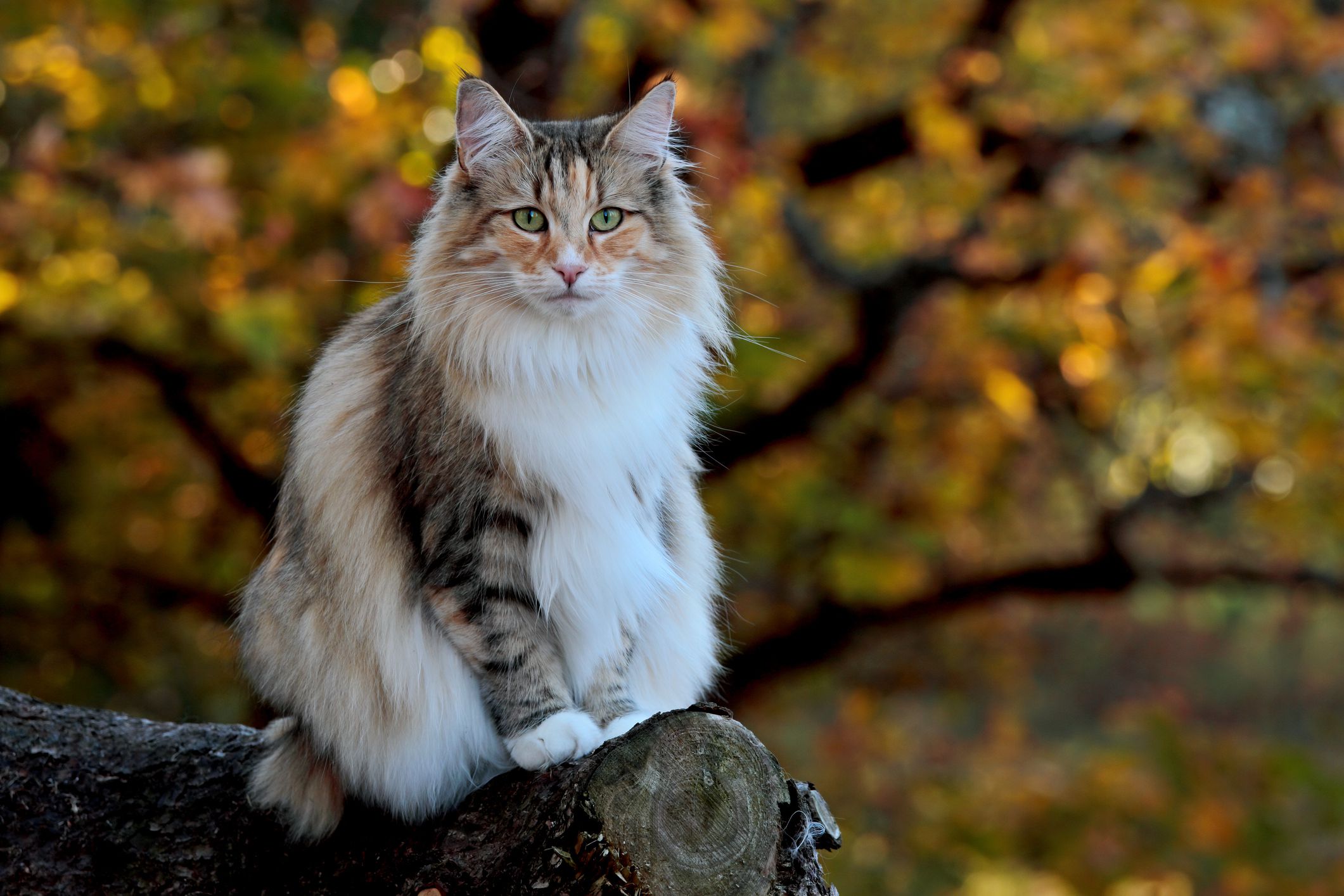 Norwegian forest cat