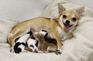 惊厥犬护理幼犬